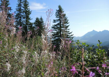 Watte und Spätsommerwind