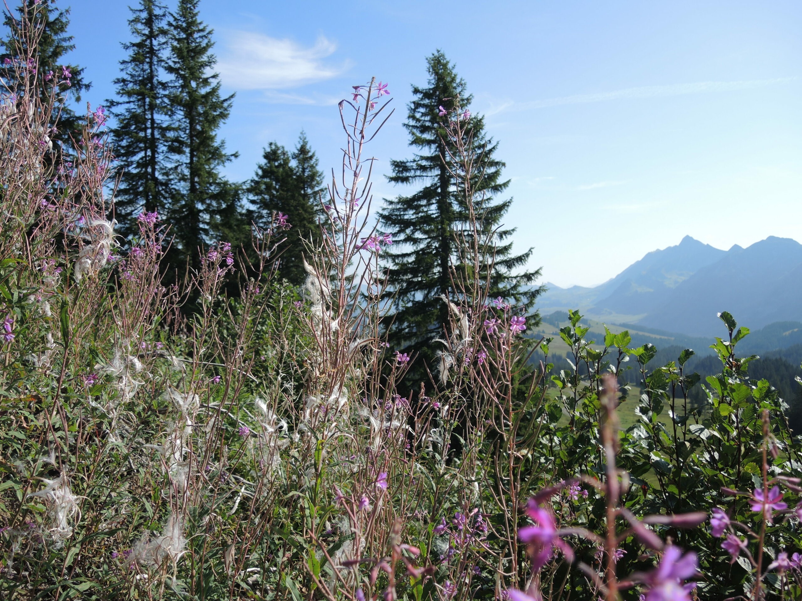 Watte und Spätsommerwind